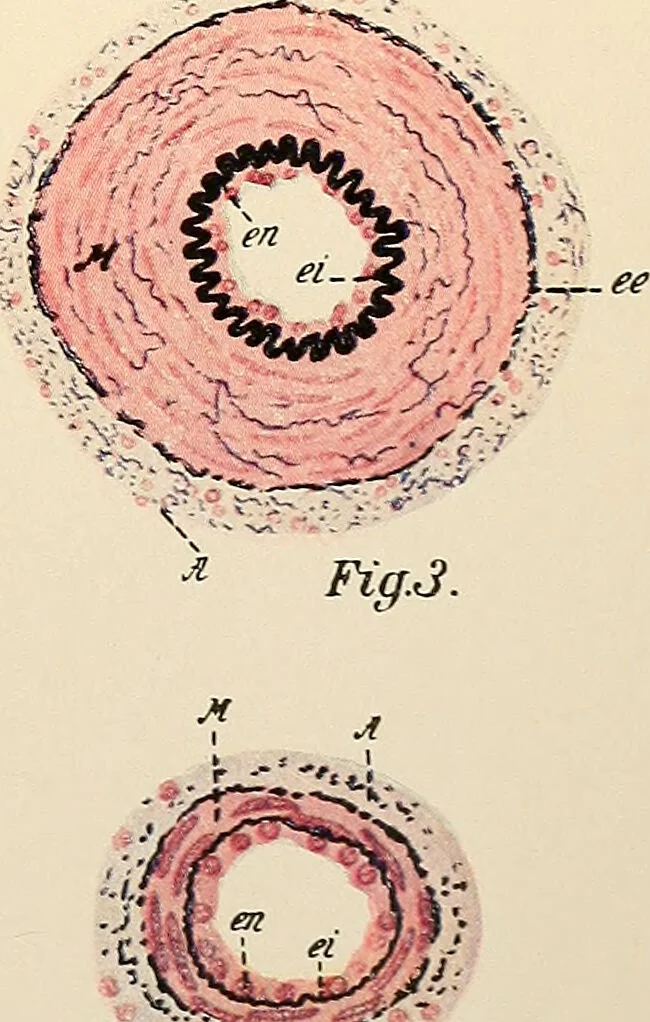 An illustration from Handbook of physiology : for students and practitioners of medicine / by Austin Flint ... with two hundred and forty-seven illustrations in the text--including four in colors--and an atlas of sixteen color-plates, including forty-eight original figures taken from actual stained microscopical preparation., 1905, leaf 917