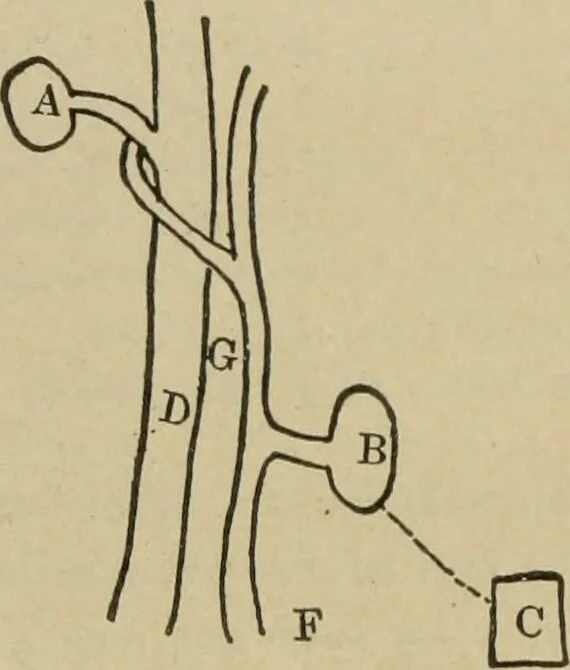 An illustration from Diseases of infancy and childhood, their dietetic, hygienic, and medical treatment : a text-book designed for practitioners and students in medicine / By Louis Fischer., 1910, leaf 40