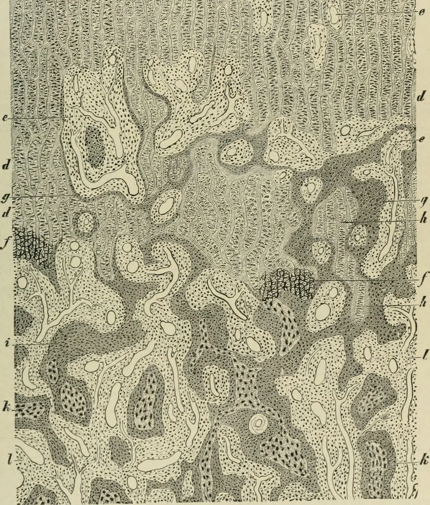 An illustration from Diseases of infancy and childhood, their dietetic, hygienic, and medical treatment : a text-book designed for practitioners and students in medicine / By Louis Fischer., 1910, leaf 405