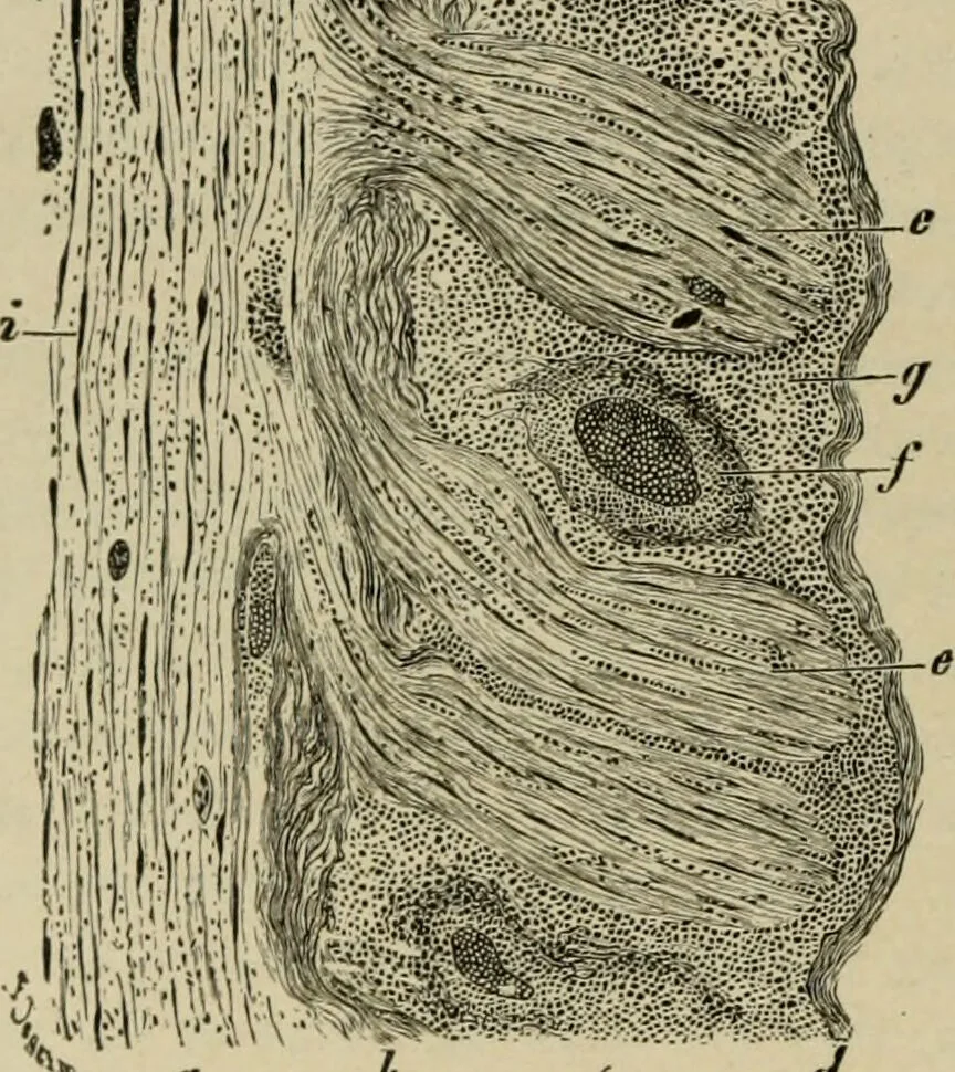 An illustration from Diseases of infancy and childhood, their dietetic, hygienic, and medical treatment : a text-book designed for practitioners and students in medicine / By Louis Fischer., 1910, leaf 904