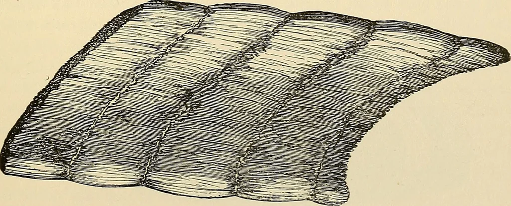 An illustration from Surgical technic; a text-book on operative surgery / by Fr. von Esmarch ... and E. Kowalzig ... translated by Professor Ludwig H. Grau ... and Willam N. Sullivan ... edited by Nicholas Senn ... With fourteen hundred and ninety-seven illustrations and fifteen colored plates., 1901, leaf 207