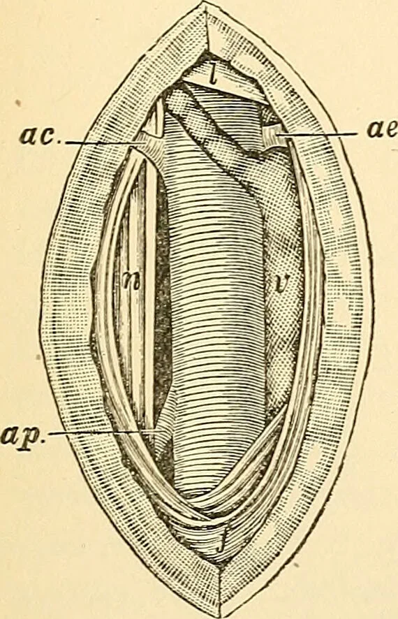 An illustration from Surgical technic; a text-book on operative surgery / by Fr. von Esmarch ... and E. Kowalzig ... translated by Professor Ludwig H. Grau ... and Willam N. Sullivan ... edited by Nicholas Senn ... With fourteen hundred and ninety-seven illustrations and fifteen colored plates., 1901, leaf 333