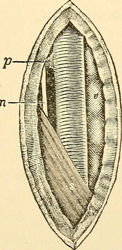 An illustration from Surgical technic; a text-book on operative surgery / by Fr. von Esmarch ... and E. Kowalzig ... translated by Professor Ludwig H. Grau ... and Willam N. Sullivan ... edited by Nicholas Senn ... With fourteen hundred and ninety-seven illustrations and fifteen colored plates., 1901, leaf 333