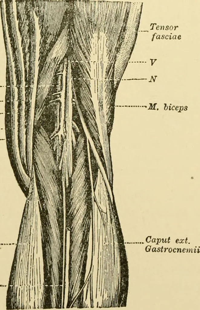 An illustration from Surgical technic; a text-book on operative surgery / by Fr. von Esmarch ... and E. Kowalzig ... translated by Professor Ludwig H. Grau ... and Willam N. Sullivan ... edited by Nicholas Senn ... With fourteen hundred and ninety-seven illustrations and fifteen colored plates., 1901, leaf 334