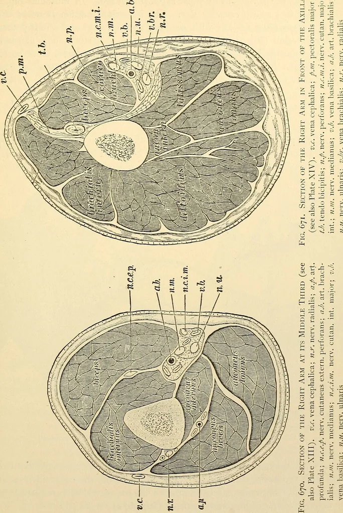 An illustration from Surgical technic; a text-book on operative surgery / by Fr. von Esmarch ... and E. Kowalzig ... translated by Professor Ludwig H. Grau ... and Willam N. Sullivan ... edited by Nicholas Senn ... With fourteen hundred and ninety-seven illustrations and fifteen colored plates., 1901, leaf 419