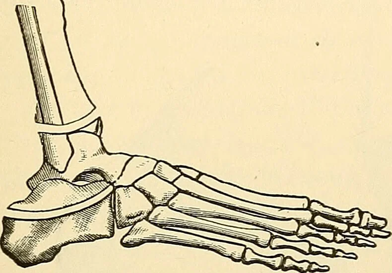 An illustration from Surgical technic; a text-book on operative surgery / by Fr. von Esmarch ... and E. Kowalzig ... translated by Professor Ludwig H. Grau ... and Willam N. Sullivan ... edited by Nicholas Senn ... With fourteen hundred and ninety-seven illustrations and fifteen colored plates., 1901, leaf 441