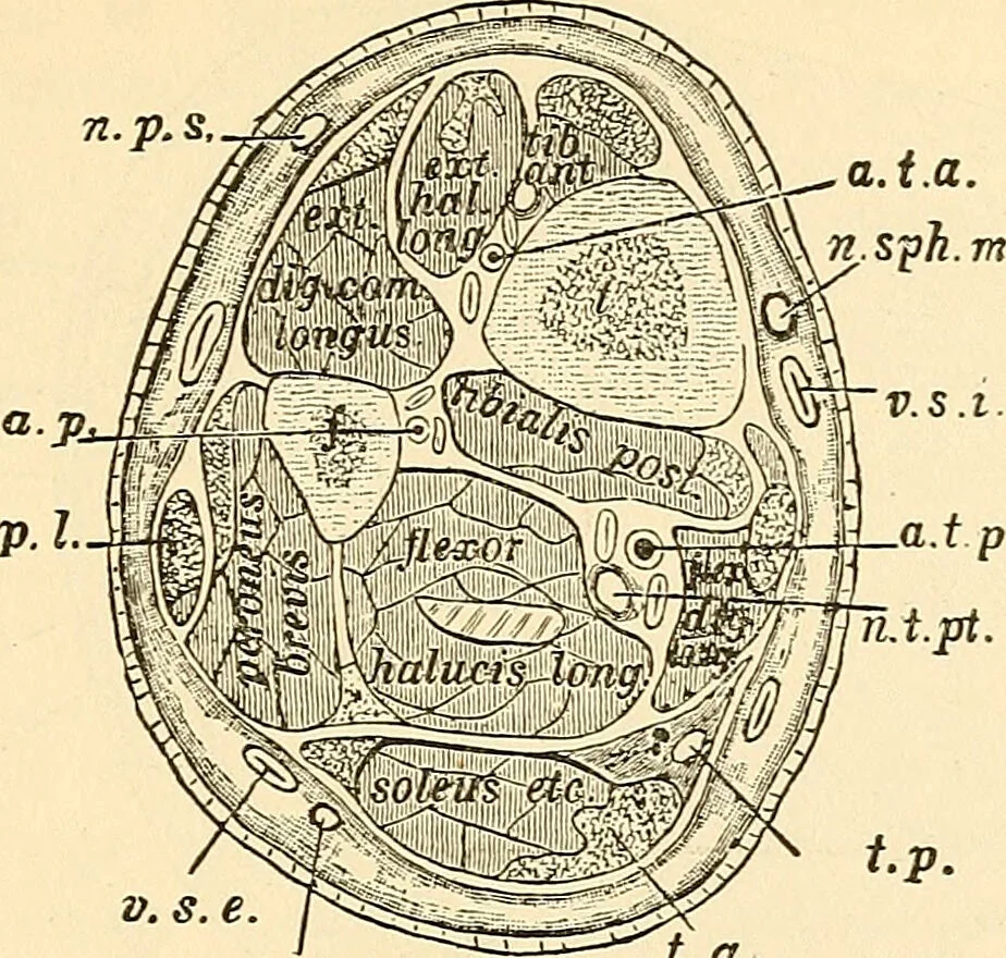 An illustration from Surgical technic; a text-book on operative surgery / by Fr. von Esmarch ... and E. Kowalzig ... translated by Professor Ludwig H. Grau ... and Willam N. Sullivan ... edited by Nicholas Senn ... With fourteen hundred and ninety-seven illustrations and fifteen colored plates., 1901, leaf 447