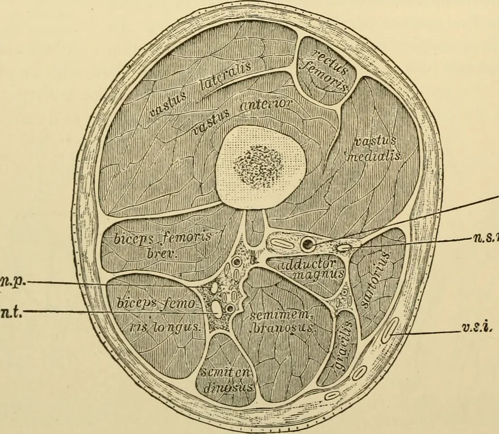 An illustration from Surgical technic; a text-book on operative surgery / by Fr. von Esmarch ... and E. Kowalzig ... translated by Professor Ludwig H. Grau ... and Willam N. Sullivan ... edited by Nicholas Senn ... With fourteen hundred and ninety-seven illustrations and fifteen colored plates., 1901, leaf 452