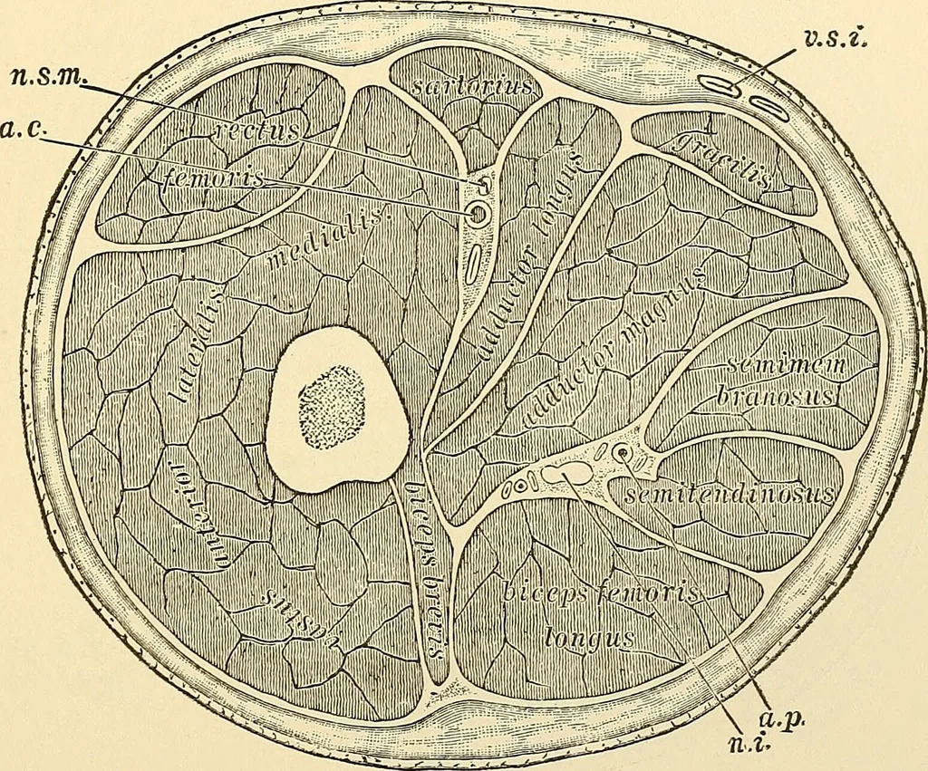 An illustration from Surgical technic; a text-book on operative surgery / by Fr. von Esmarch ... and E. Kowalzig ... translated by Professor Ludwig H. Grau ... and Willam N. Sullivan ... edited by Nicholas Senn ... With fourteen hundred and ninety-seven illustrations and fifteen colored plates., 1901, leaf 455