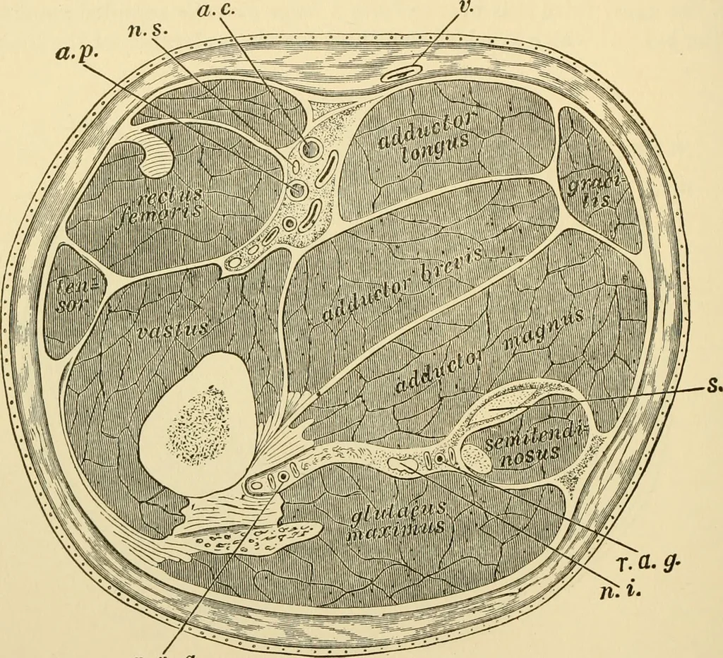 An illustration from Surgical technic; a text-book on operative surgery / by Fr. von Esmarch ... and E. Kowalzig ... translated by Professor Ludwig H. Grau ... and Willam N. Sullivan ... edited by Nicholas Senn ... With fourteen hundred and ninety-seven illustrations and fifteen colored plates., 1901, leaf 456