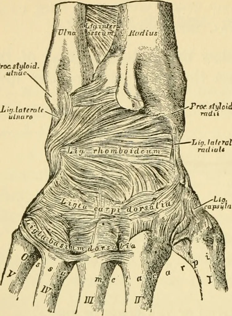 An illustration from Surgical technic; a text-book on operative surgery / by Fr. von Esmarch ... and E. Kowalzig ... translated by Professor Ludwig H. Grau ... and Willam N. Sullivan ... edited by Nicholas Senn ... With fourteen hundred and ninety-seven illustrations and fifteen colored plates., 1901, leaf 472
