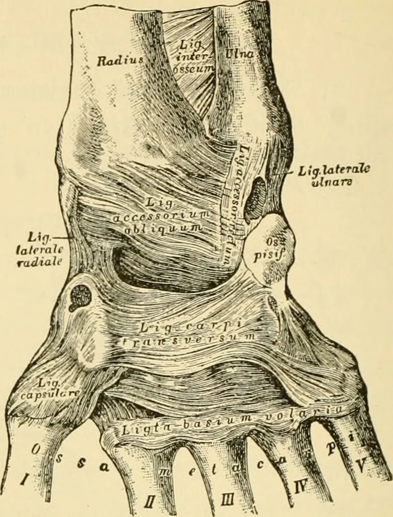An illustration from Surgical technic; a text-book on operative surgery / by Fr. von Esmarch ... and E. Kowalzig ... translated by Professor Ludwig H. Grau ... and Willam N. Sullivan ... edited by Nicholas Senn ... With fourteen hundred and ninety-seven illustrations and fifteen colored plates., 1901, leaf 472