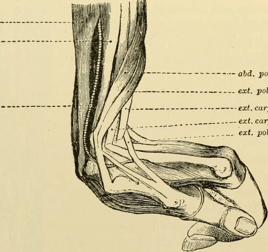 An illustration from Surgical technic; a text-book on operative surgery / by Fr. von Esmarch ... and E. Kowalzig ... translated by Professor Ludwig H. Grau ... and Willam N. Sullivan ... edited by Nicholas Senn ... With fourteen hundred and ninety-seven illustrations and fifteen colored plates., 1901, leaf 472
