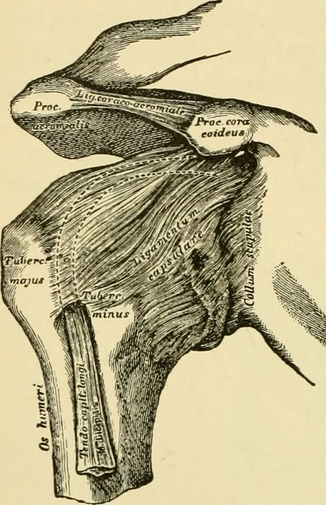 An illustration from Surgical technic; a text-book on operative surgery / by Fr. von Esmarch ... and E. Kowalzig ... translated by Professor Ludwig H. Grau ... and Willam N. Sullivan ... edited by Nicholas Senn ... With fourteen hundred and ninety-seven illustrations and fifteen colored plates., 1901, leaf 490