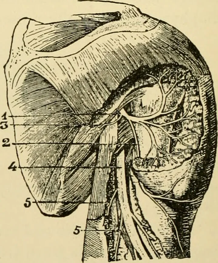 An illustration from Surgical technic; a text-book on operative surgery / by Fr. von Esmarch ... and E. Kowalzig ... translated by Professor Ludwig H. Grau ... and Willam N. Sullivan ... edited by Nicholas Senn ... With fourteen hundred and ninety-seven illustrations and fifteen colored plates., 1901, leaf 490
