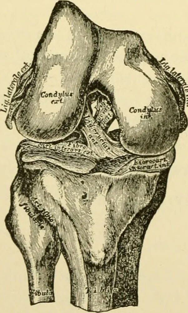 An illustration from Surgical technic; a text-book on operative surgery / by Fr. von Esmarch ... and E. Kowalzig ... translated by Professor Ludwig H. Grau ... and Willam N. Sullivan ... edited by Nicholas Senn ... With fourteen hundred and ninety-seven illustrations and fifteen colored plates., 1901, leaf 512