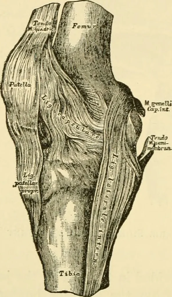 An illustration from Surgical technic; a text-book on operative surgery / by Fr. von Esmarch ... and E. Kowalzig ... translated by Professor Ludwig H. Grau ... and Willam N. Sullivan ... edited by Nicholas Senn ... With fourteen hundred and ninety-seven illustrations and fifteen colored plates., 1901, leaf 518