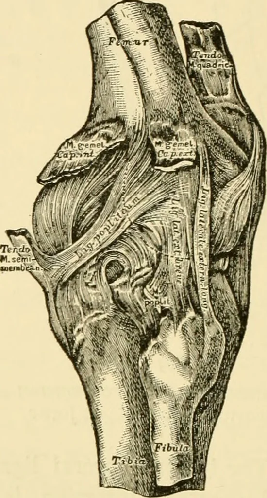 An illustration from Surgical technic; a text-book on operative surgery / by Fr. von Esmarch ... and E. Kowalzig ... translated by Professor Ludwig H. Grau ... and Willam N. Sullivan ... edited by Nicholas Senn ... With fourteen hundred and ninety-seven illustrations and fifteen colored plates., 1901, leaf 518