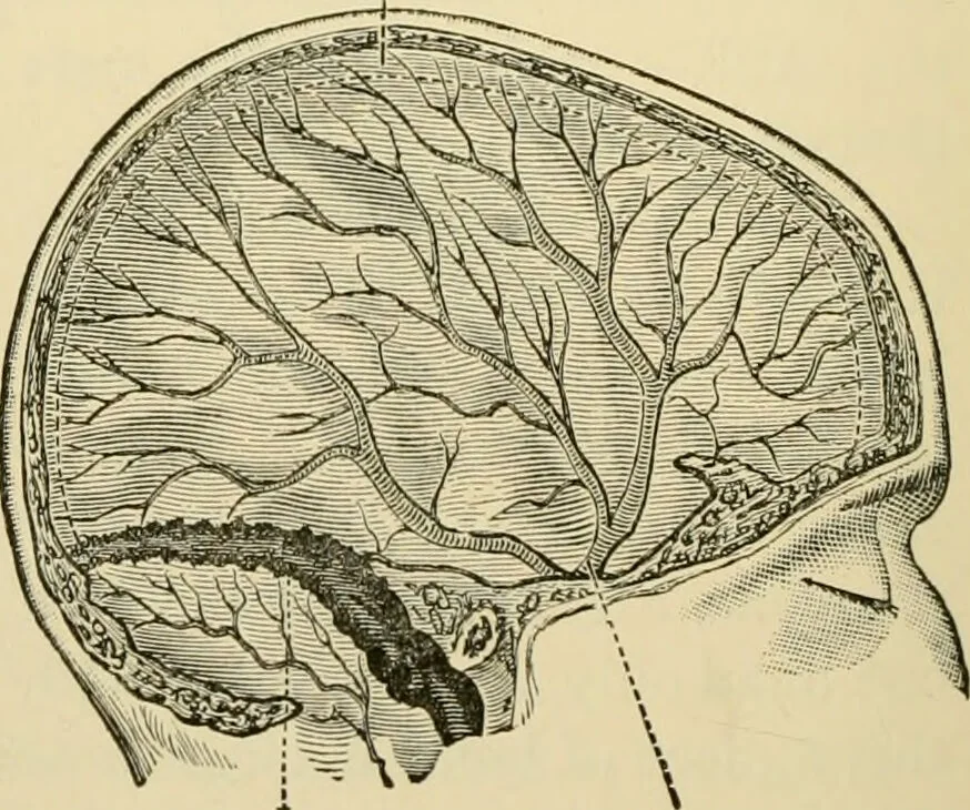 An illustration from Surgical technic; a text-book on operative surgery / by Fr. von Esmarch ... and E. Kowalzig ... translated by Professor Ludwig H. Grau ... and Willam N. Sullivan ... edited by Nicholas Senn ... With fourteen hundred and ninety-seven illustrations and fifteen colored plates., 1901, leaf 534