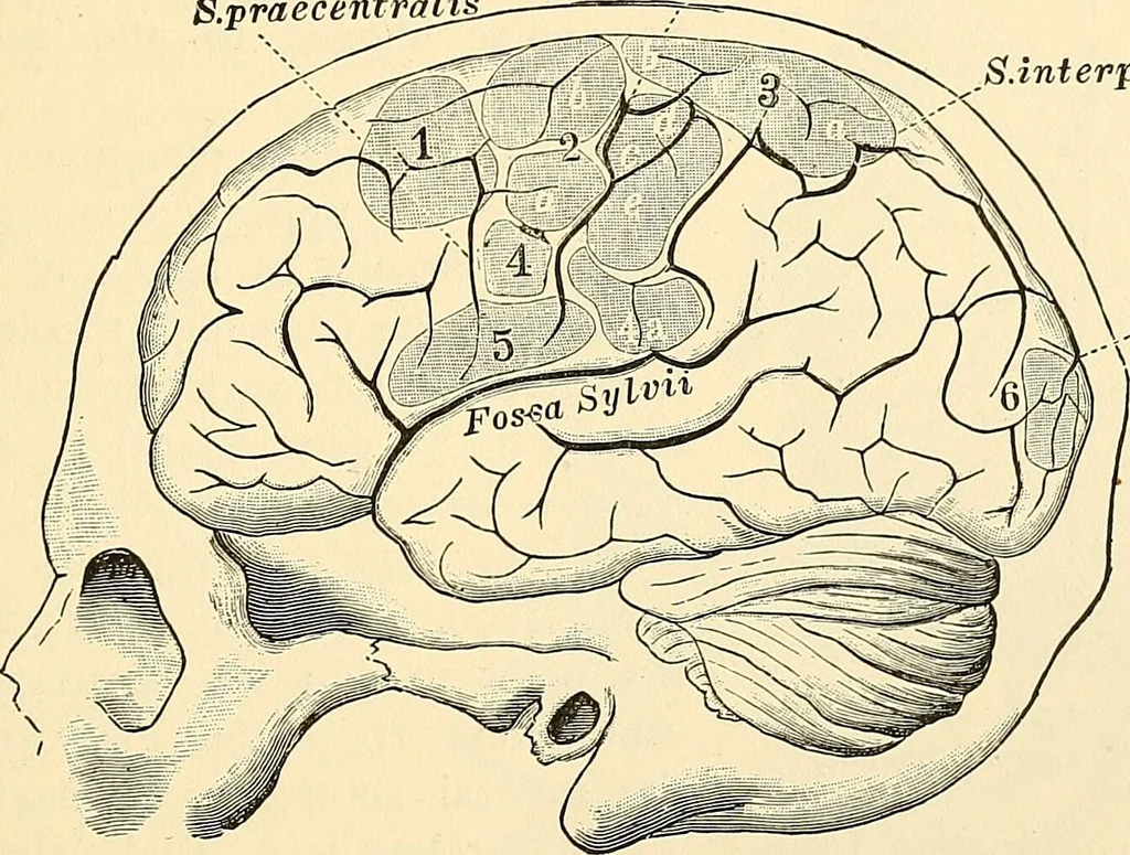 An illustration from Surgical technic; a text-book on operative surgery / by Fr. von Esmarch ... and E. Kowalzig ... translated by Professor Ludwig H. Grau ... and Willam N. Sullivan ... edited by Nicholas Senn ... With fourteen hundred and ninety-seven illustrations and fifteen colored plates., 1901, leaf 541