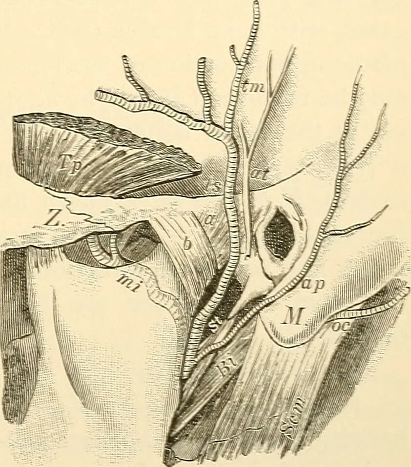 An illustration from Surgical technic; a text-book on operative surgery / by Fr. von Esmarch ... and E. Kowalzig ... translated by Professor Ludwig H. Grau ... and Willam N. Sullivan ... edited by Nicholas Senn ... With fourteen hundred and ninety-seven illustrations and fifteen colored plates., 1901, leaf 567