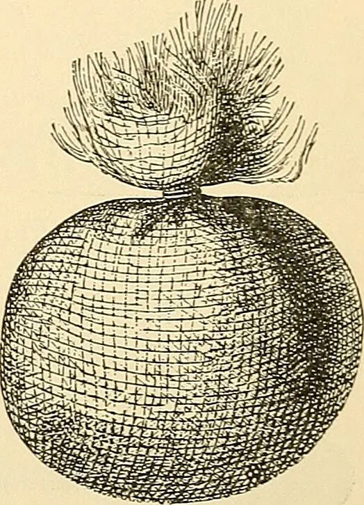 An illustration from Surgical technic; a text-book on operative surgery / by Fr. von Esmarch ... and E. Kowalzig ... translated by Professor Ludwig H. Grau ... and Willam N. Sullivan ... edited by Nicholas Senn ... With fourteen hundred and ninety-seven illustrations and fifteen colored plates., 1901, leaf 57