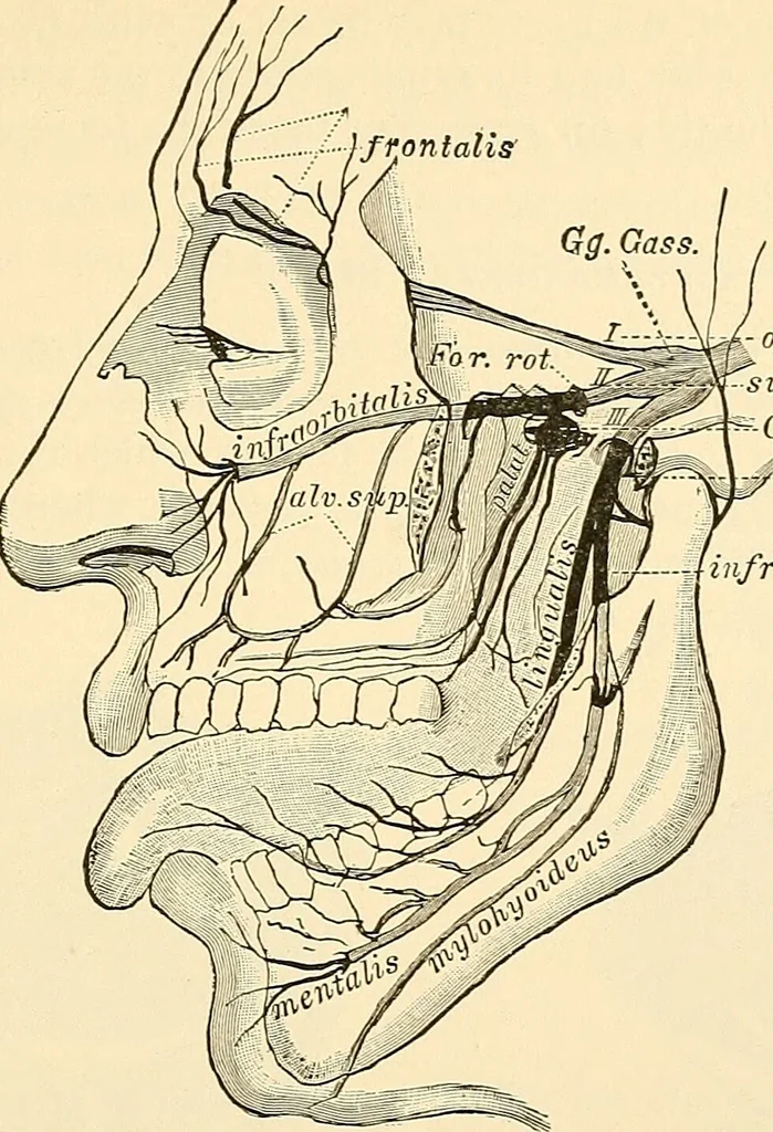 An illustration from Surgical technic; a text-book on operative surgery / by Fr. von Esmarch ... and E. Kowalzig ... translated by Professor Ludwig H. Grau ... and Willam N. Sullivan ... edited by Nicholas Senn ... With fourteen hundred and ninety-seven illustrations and fifteen colored plates., 1901, leaf 571