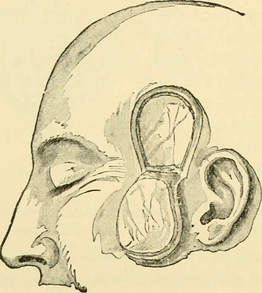 An illustration from Surgical technic; a text-book on operative surgery / by Fr. von Esmarch ... and E. Kowalzig ... translated by Professor Ludwig H. Grau ... and Willam N. Sullivan ... edited by Nicholas Senn ... With fourteen hundred and ninety-seven illustrations and fifteen colored plates., 1901, leaf 584