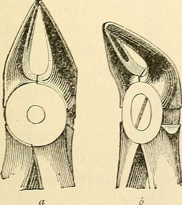 An illustration from Surgical technic; a text-book on operative surgery / by Fr. von Esmarch ... and E. Kowalzig ... translated by Professor Ludwig H. Grau ... and Willam N. Sullivan ... edited by Nicholas Senn ... With fourteen hundred and ninety-seven illustrations and fifteen colored plates., 1901, leaf 665