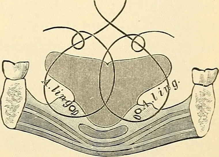 An illustration from Surgical technic; a text-book on operative surgery / by Fr. von Esmarch ... and E. Kowalzig ... translated by Professor Ludwig H. Grau ... and Willam N. Sullivan ... edited by Nicholas Senn ... With fourteen hundred and ninety-seven illustrations and fifteen colored plates., 1901, leaf 675