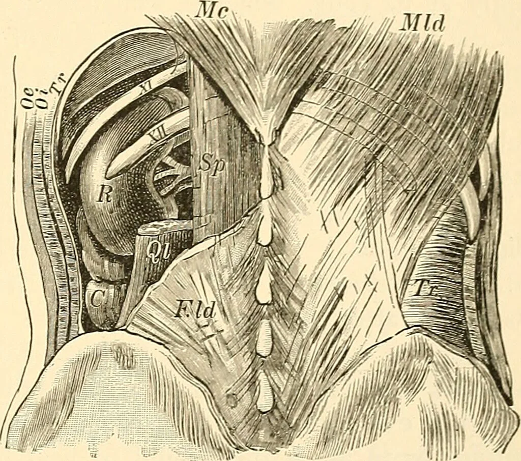 An illustration from Surgical technic; a text-book on operative surgery / by Fr. von Esmarch ... and E. Kowalzig ... translated by Professor Ludwig H. Grau ... and Willam N. Sullivan ... edited by Nicholas Senn ... With fourteen hundred and ninety-seven illustrations and fifteen colored plates., 1901, leaf 819