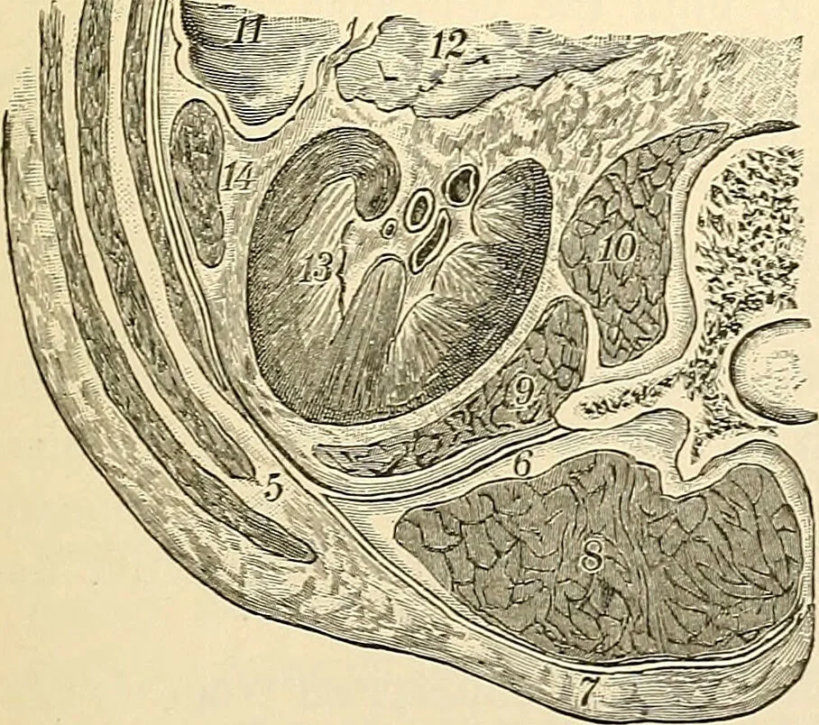 An illustration from Surgical technic; a text-book on operative surgery / by Fr. von Esmarch ... and E. Kowalzig ... translated by Professor Ludwig H. Grau ... and Willam N. Sullivan ... edited by Nicholas Senn ... With fourteen hundred and ninety-seven illustrations and fifteen colored plates., 1901, leaf 819
