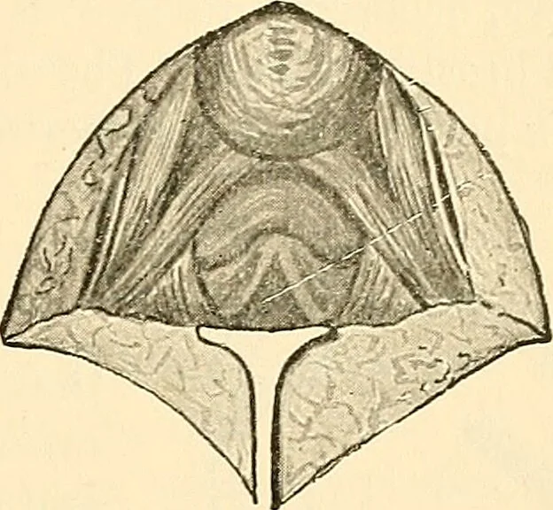 An illustration from Surgical technic; a text-book on operative surgery / by Fr. von Esmarch ... and E. Kowalzig ... translated by Professor Ludwig H. Grau ... and Willam N. Sullivan ... edited by Nicholas Senn ... With fourteen hundred and ninety-seven illustrations and fifteen colored plates., 1901, leaf 857