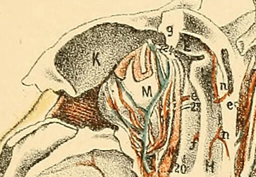 An illustration from Illustrations of dissections : in a series of original colored plates the size of life representing the dissection of the human body / by George Viner Ellis and G.H. Ford., 1891, leaf 143