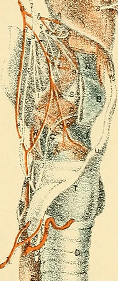 An illustration from Illustrations of dissections : in a series of original colored plates the size of life representing the dissection of the human body / by George Viner Ellis and G.H. Ford., 1891, leaf 268