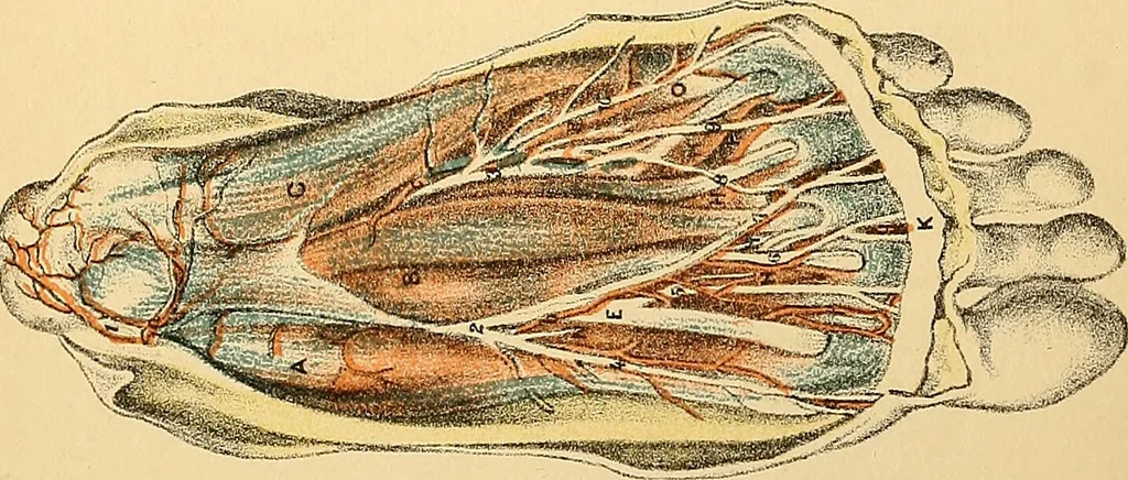 An illustration from Illustrations of dissections : in a series of original colored plates the size of life representing the dissection of the human body / by George Viner Ellis and G.H. Ford., 1891, leaf 531