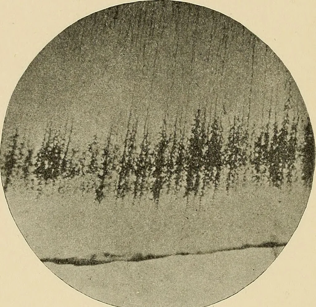 An illustration from The practice of dental medicine / By George F. Eames. Containing thirty-eight engravings and three colored plates., 1899, leaf 172
