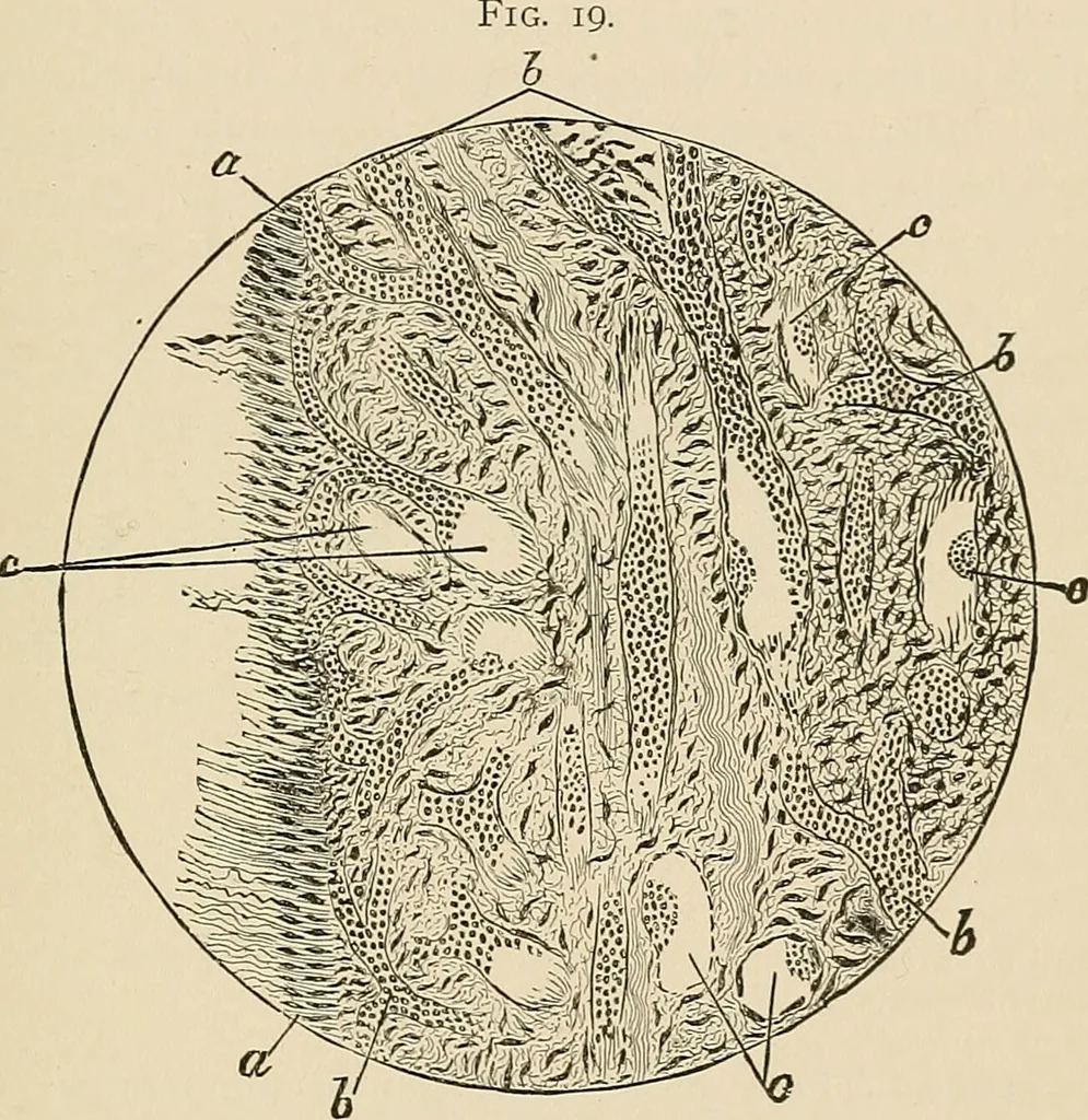 An illustration from The practice of dental medicine / By George F. Eames. Containing thirty-eight engravings and three colored plates., 1899, leaf 185