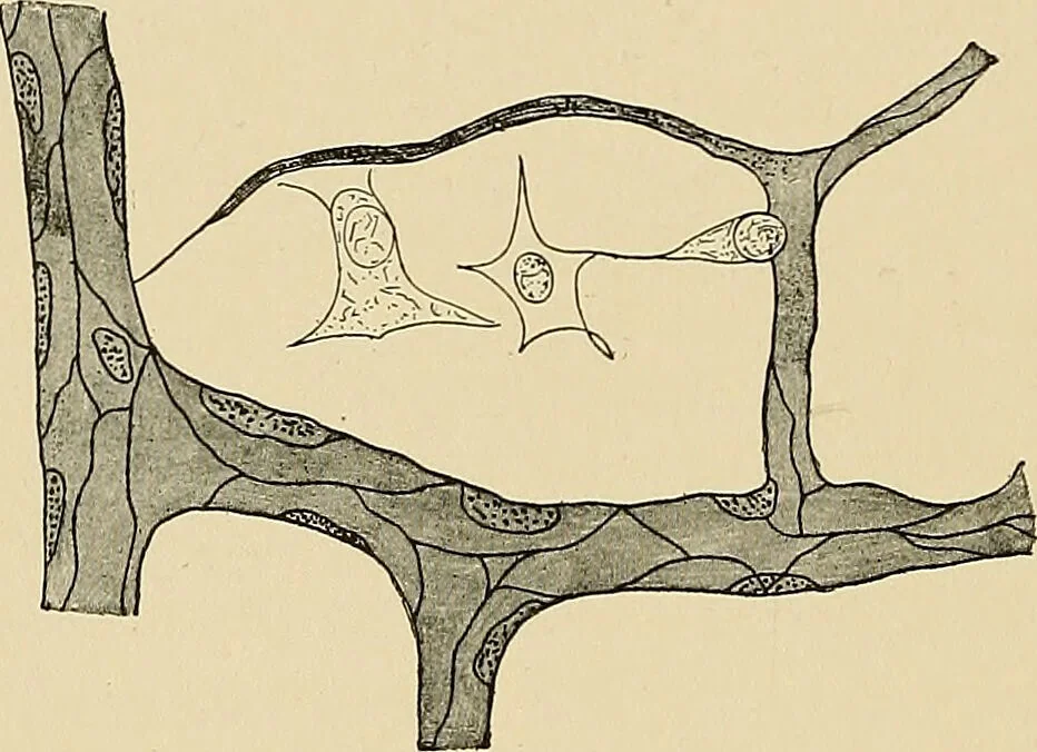 An illustration from The practice of dental medicine / By George F. Eames. Containing thirty-eight engravings and three colored plates., 1899, leaf 30