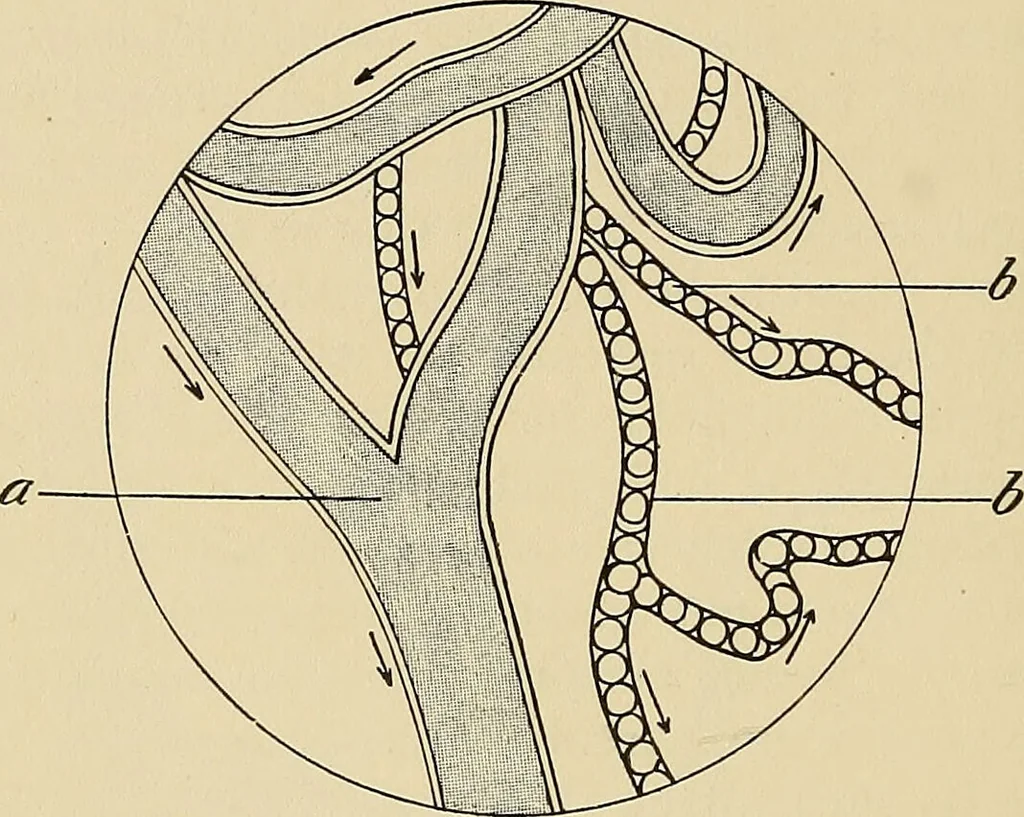 An illustration from The practice of dental medicine / By George F. Eames. Containing thirty-eight engravings and three colored plates., 1899, leaf 32