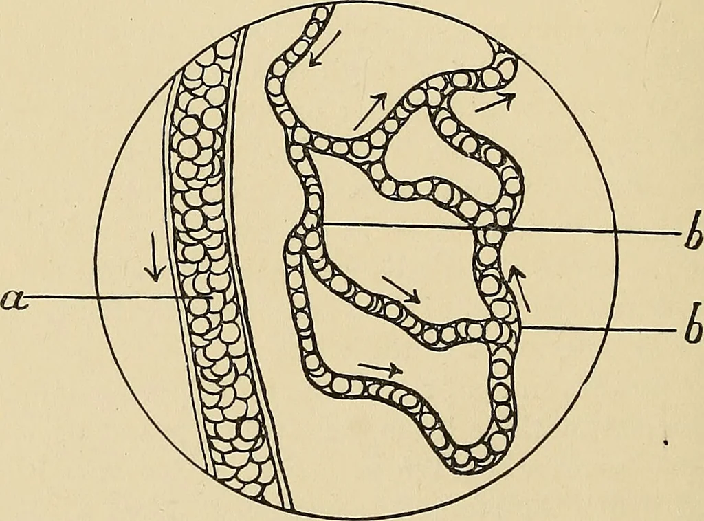 An illustration from The practice of dental medicine / By George F. Eames. Containing thirty-eight engravings and three colored plates., 1899, leaf 32