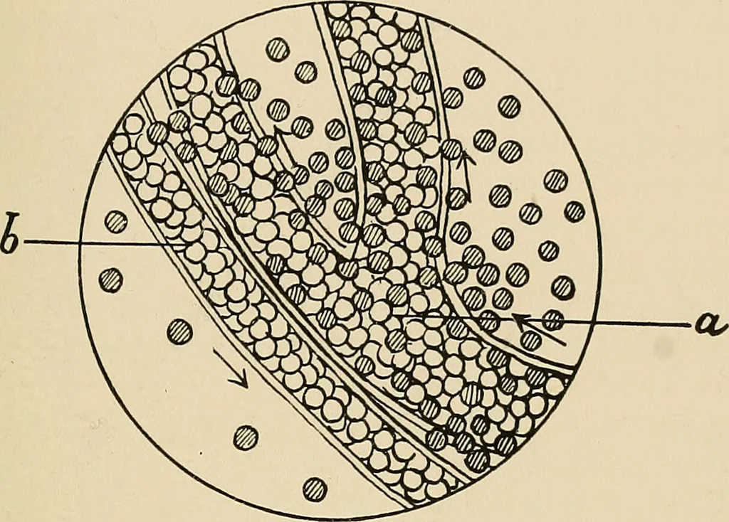 An illustration from The practice of dental medicine / By George F. Eames. Containing thirty-eight engravings and three colored plates., 1899, leaf 33