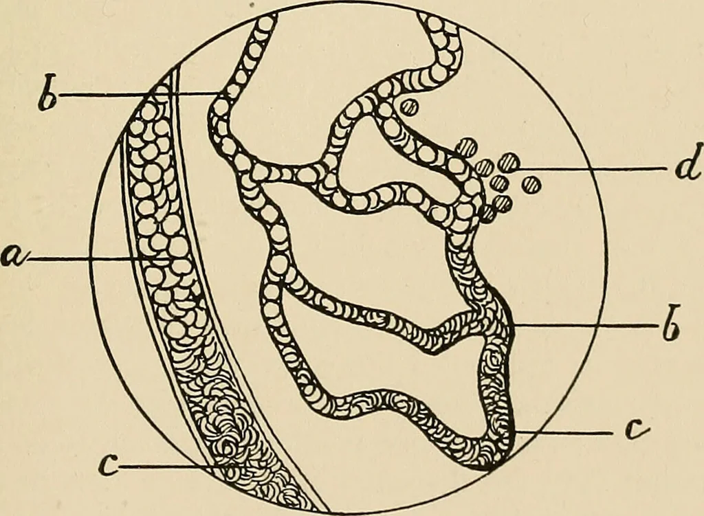 An illustration from The practice of dental medicine / By George F. Eames. Containing thirty-eight engravings and three colored plates., 1899, leaf 33