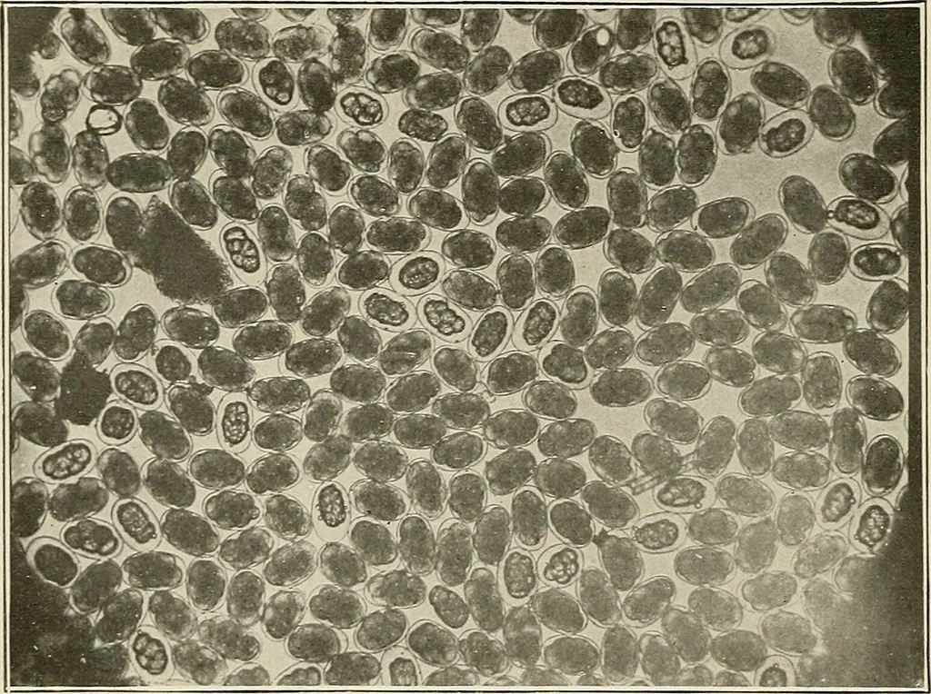 An illustration from Hookworm disease : etiology, pathology, diagnosis, prognosis, prophylaxis, and treatment / by George Dock and Charles C. Bass. Illustrated with forty-nine special engravings and colored plate., 1910, leaf 182
