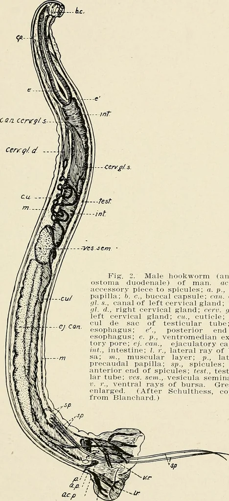 An illustration from Hookworm disease : etiology, pathology, diagnosis, prognosis, prophylaxis, and treatment / by George Dock and Charles C. Bass. Illustrated with forty-nine special engravings and colored plate., 1910, leaf 59