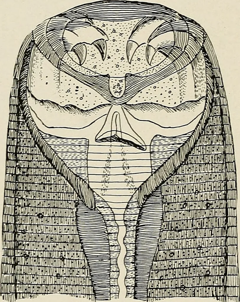 An illustration from Hookworm disease : etiology, pathology, diagnosis, prognosis, prophylaxis, and treatment / by George Dock and Charles C. Bass. Illustrated with forty-nine special engravings and colored plate., 1910, leaf 60