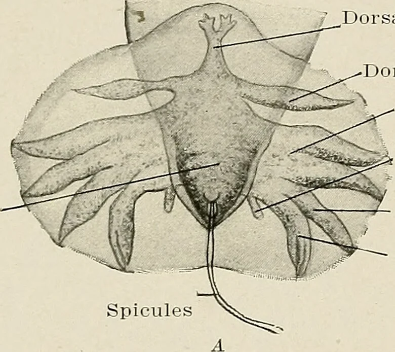 An illustration from Hookworm disease : etiology, pathology, diagnosis, prognosis, prophylaxis, and treatment / by George Dock and Charles C. Bass. Illustrated with forty-nine special engravings and colored plate., 1910, leaf 64