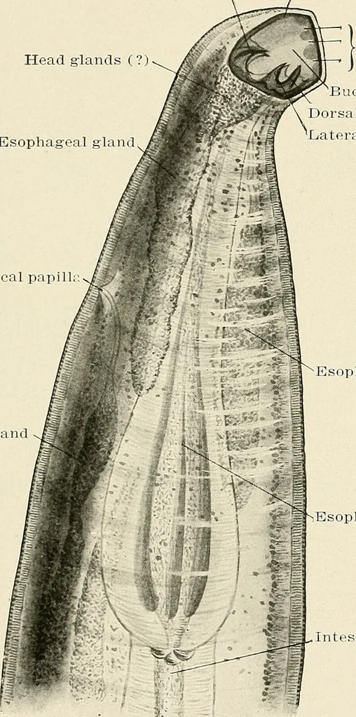 An illustration from Hookworm disease : etiology, pathology, diagnosis, prognosis, prophylaxis, and treatment / by George Dock and Charles C. Bass. Illustrated with forty-nine special engravings and colored plate., 1910, leaf 67