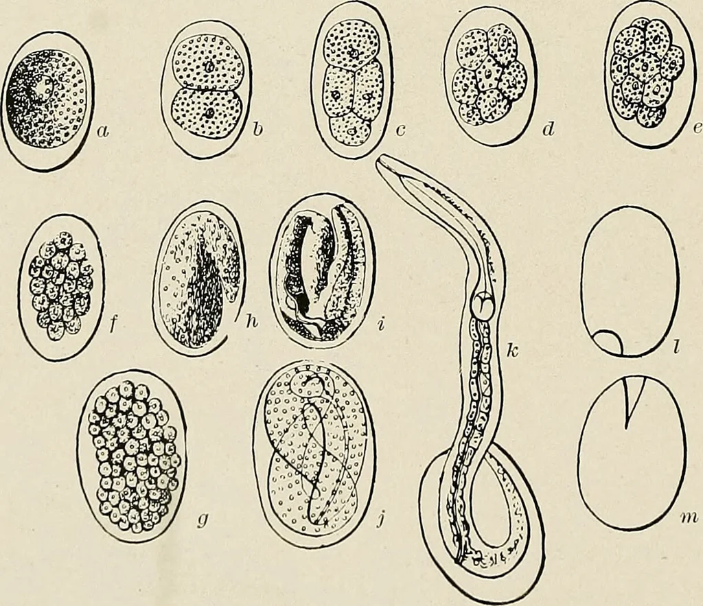 An illustration from Hookworm disease : etiology, pathology, diagnosis, prognosis, prophylaxis, and treatment / by George Dock and Charles C. Bass. Illustrated with forty-nine special engravings and colored plate., 1910, leaf 68