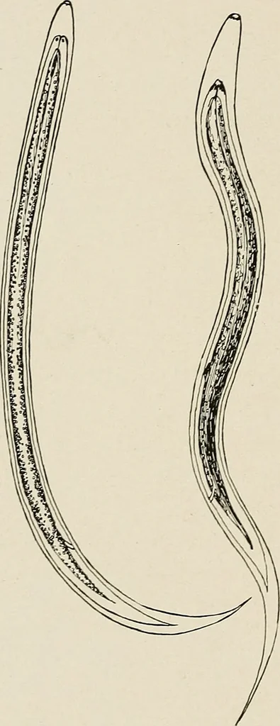 An illustration from Hookworm disease : etiology, pathology, diagnosis, prognosis, prophylaxis, and treatment / by George Dock and Charles C. Bass. Illustrated with forty-nine special engravings and colored plate., 1910, leaf 70